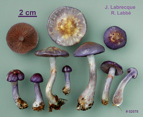 Cortinarius iodes  Cortinaire violacé.jpg