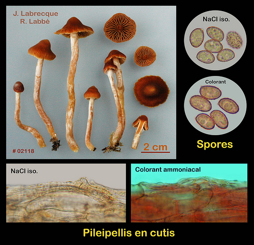 Cortinarius obtusus  Cortinaire obtus.jpg