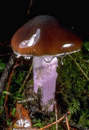 Cortinarius_vanduzerensis(tfl-01).jpg