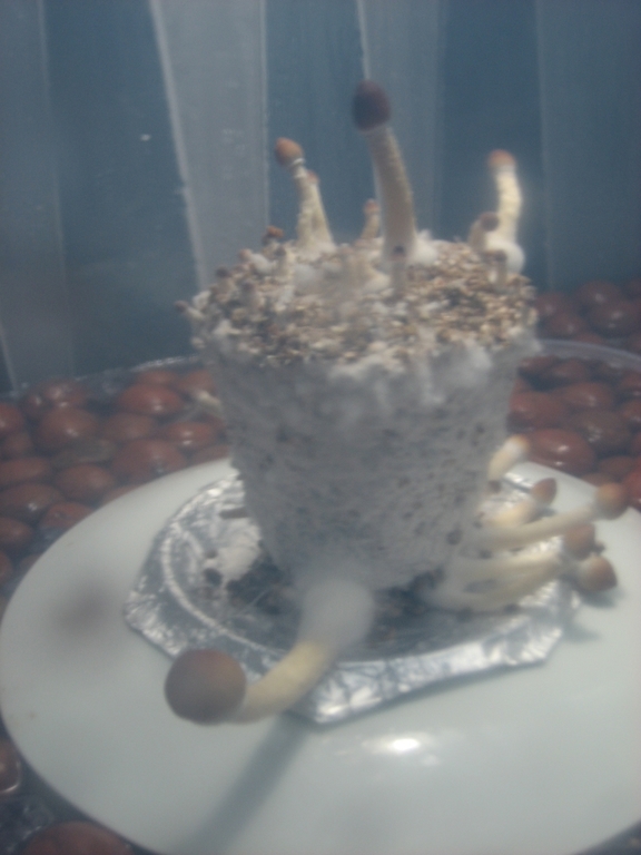 Crescimento dos cogumelos 01.jpg