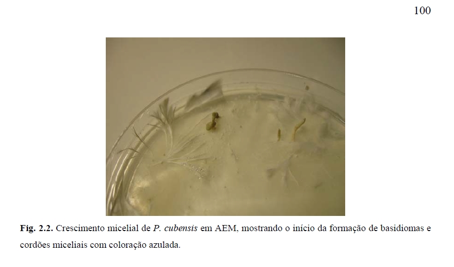 cubensis em agar - Silva-2013.jpg