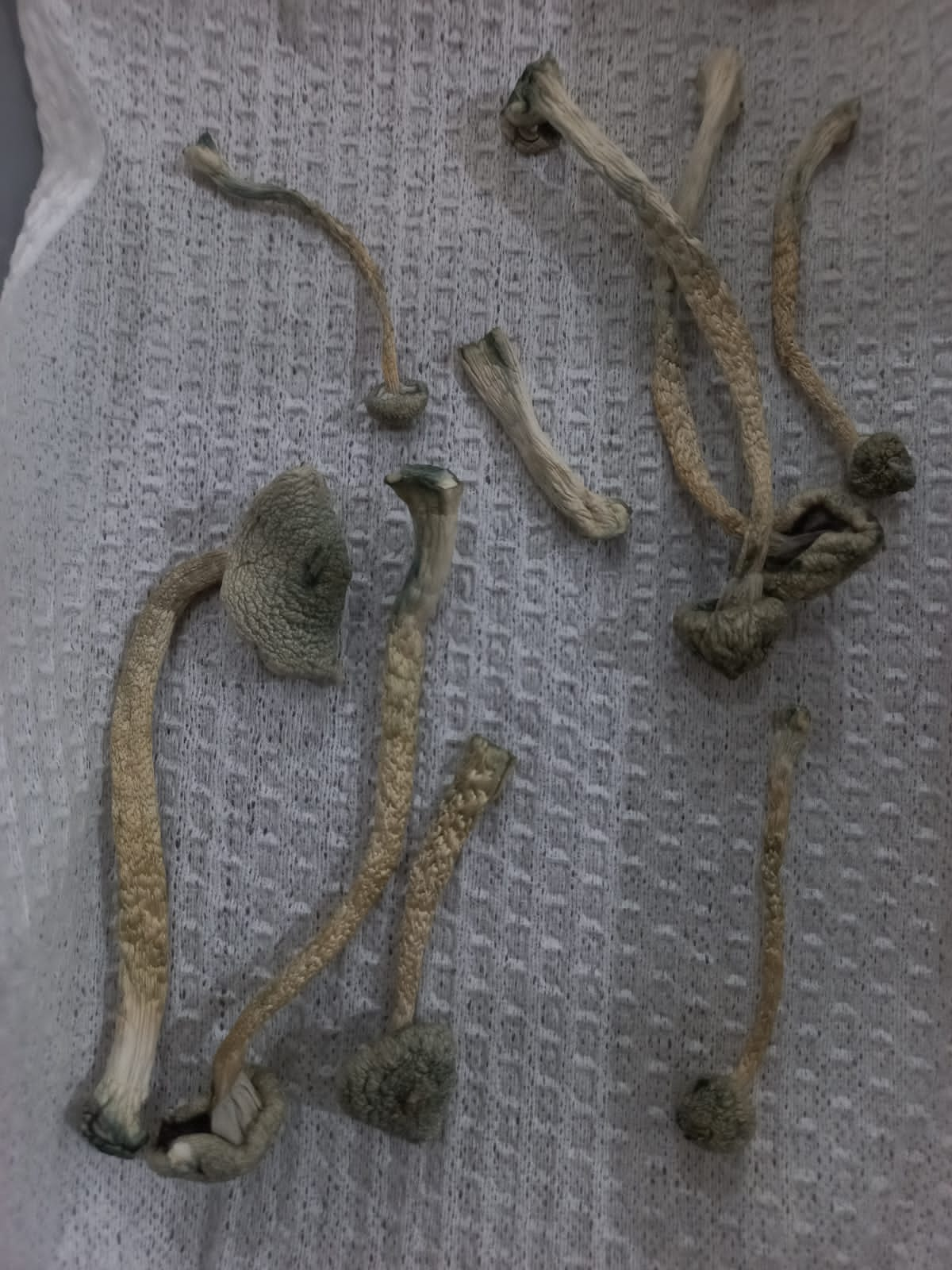 Cubensis secos