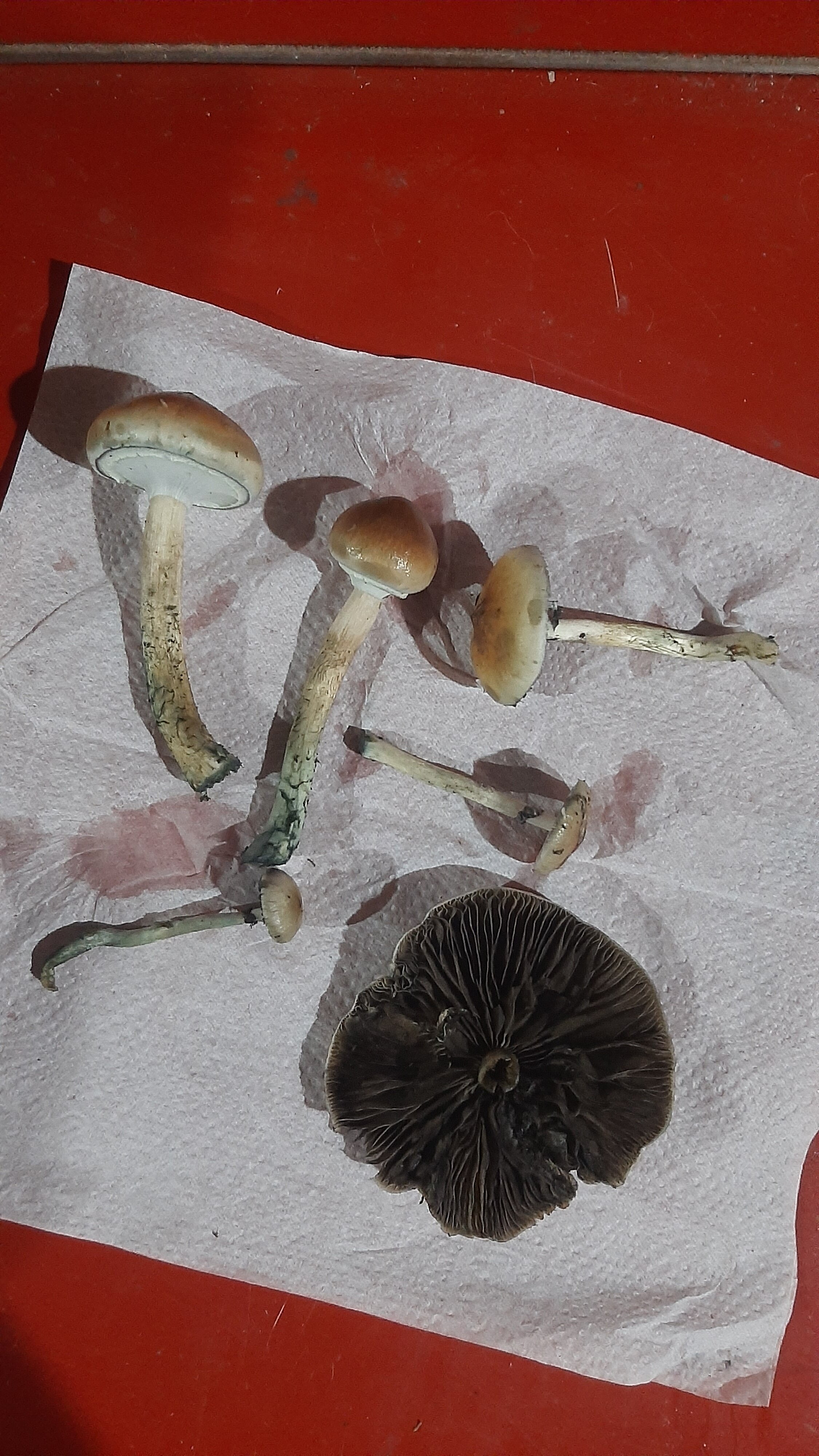 Cubensis selvagens