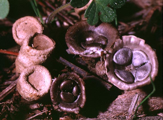 Cyathus_olla(mgw-01).jpg