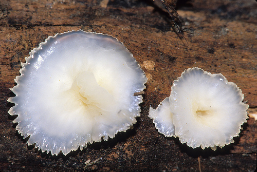 cyphellaceous fungus.jpg