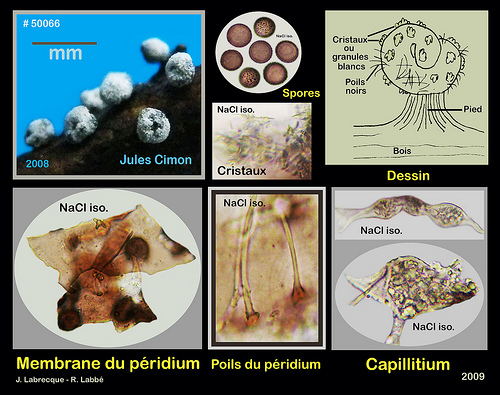 Didymium melanospermum.jpg