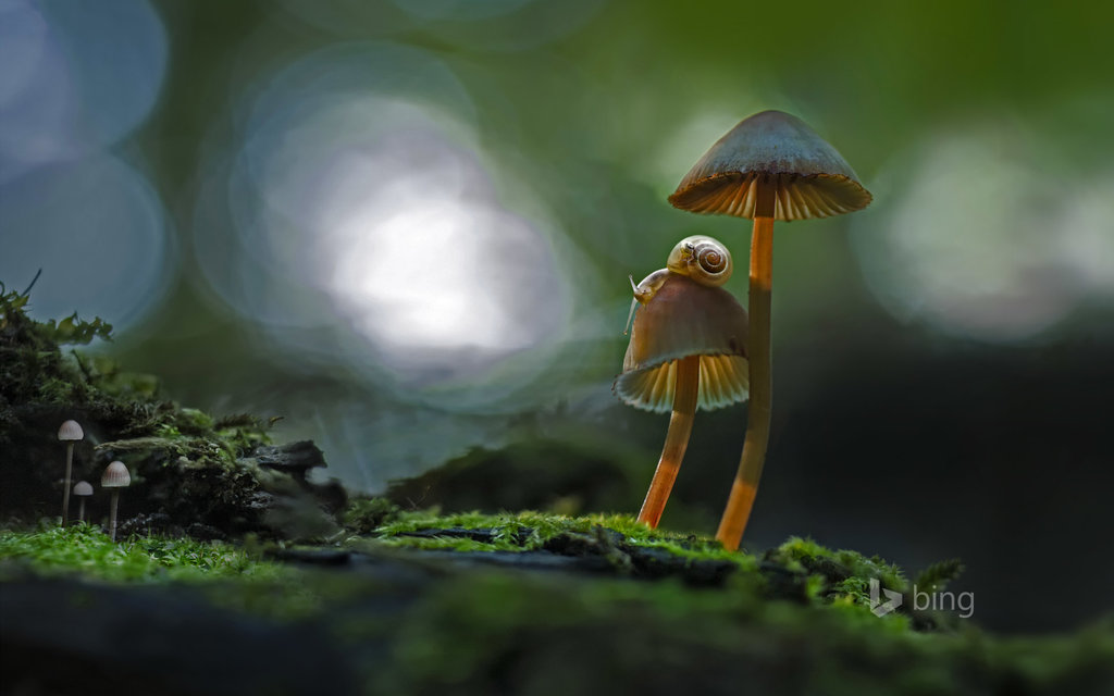 Dois caracóis no topo de um cogumelo