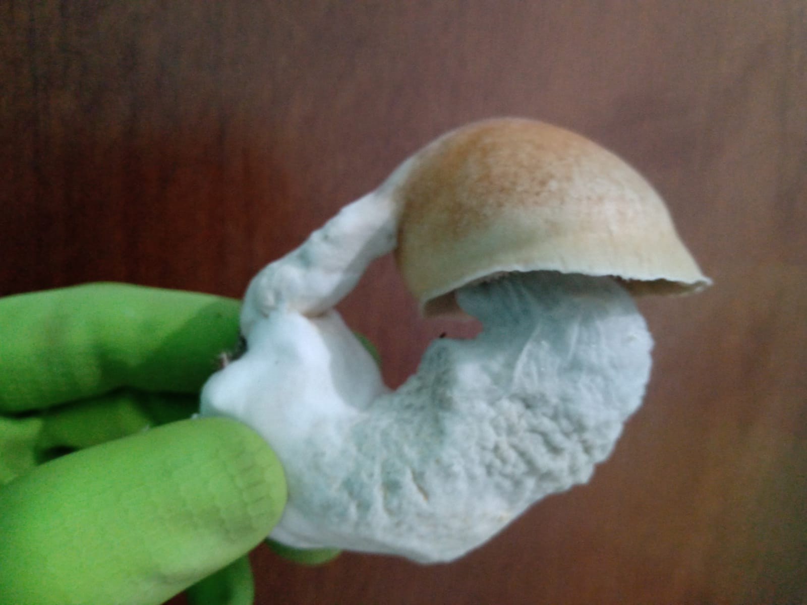Dois cogumelos em um?
