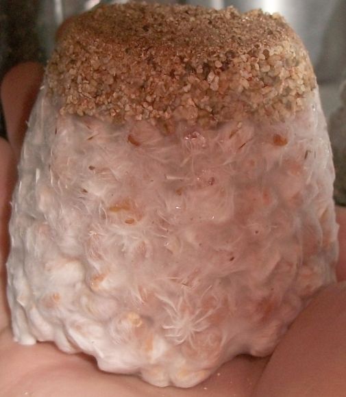 domesticado 2010 (12).jpg