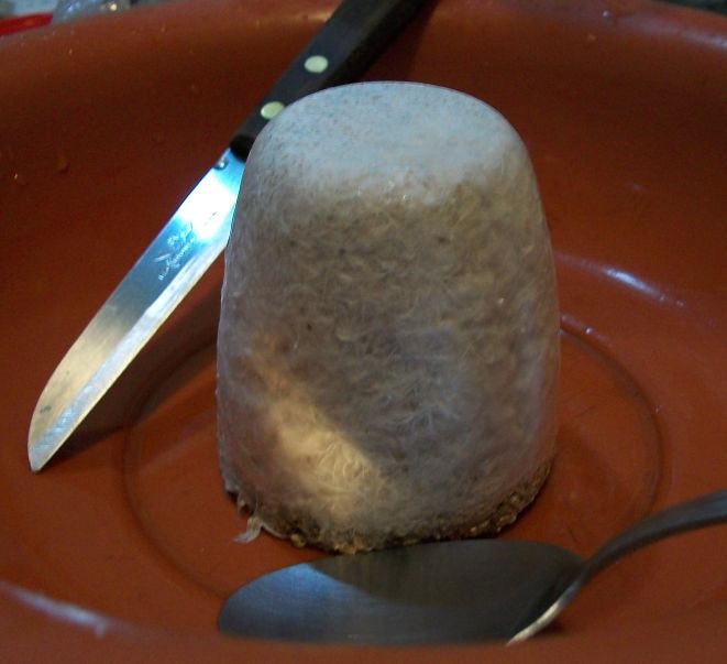 domesticado 2010 (16).jpg