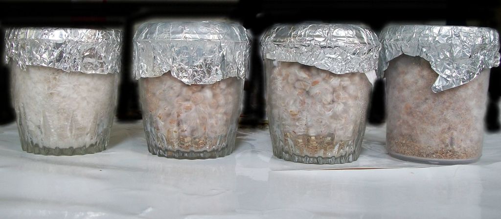 domesticado 2010 (8).JPG