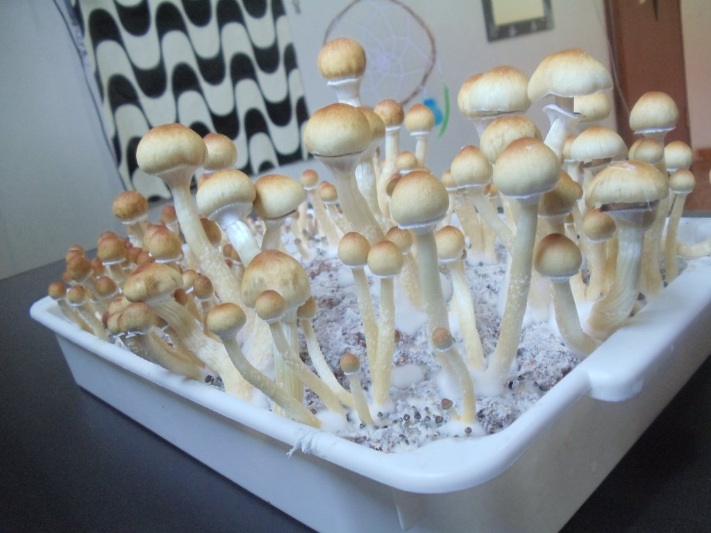 DSC01196.JPG