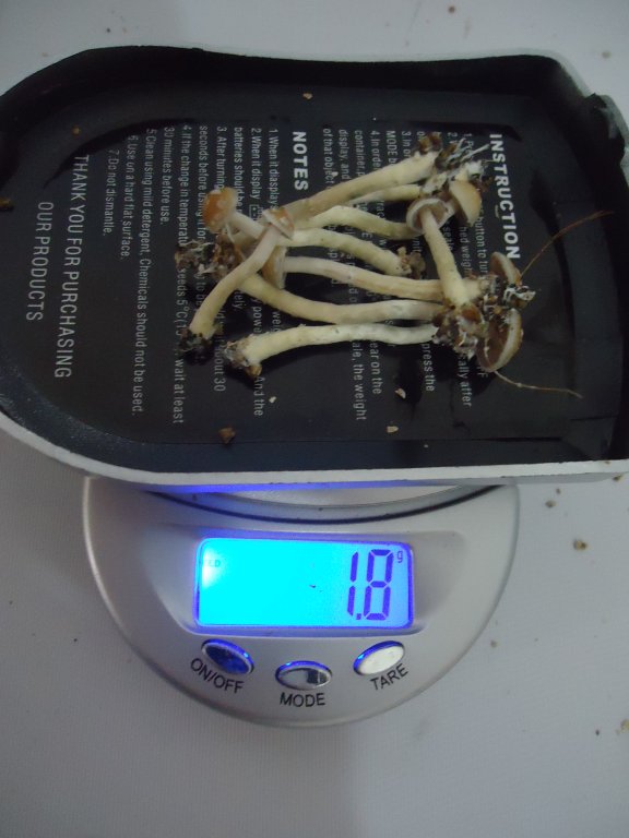 DSC02289.JPG