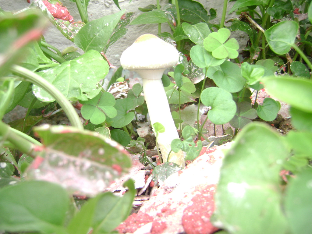 DSC04062.JPG