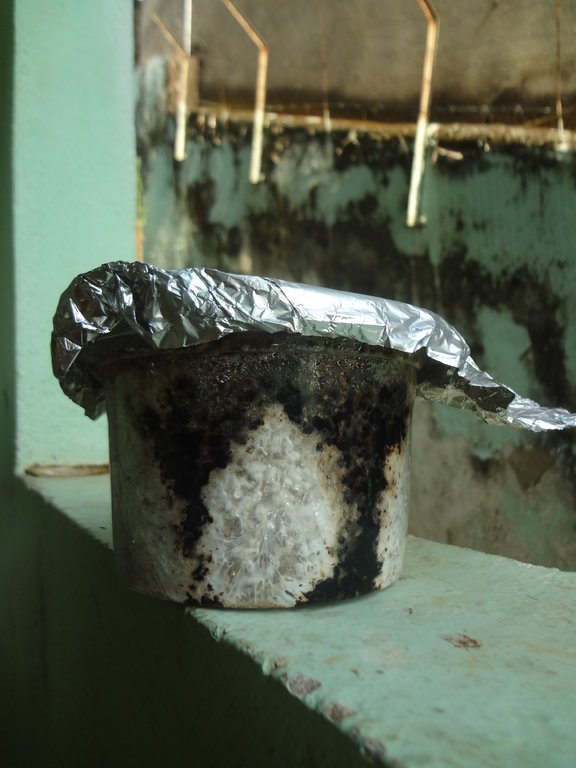 DSC07164 - Cópia.JPG