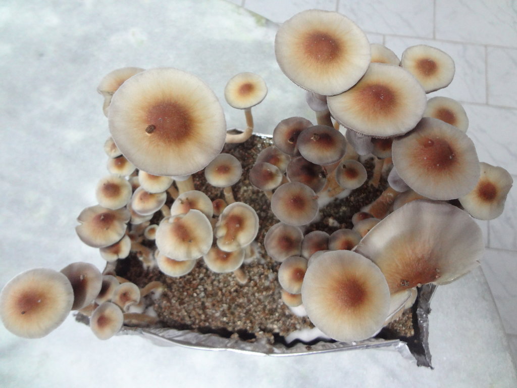 DSC07245 - Cópia.JPG