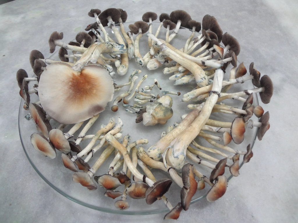 DSC07250 - Cópia.JPG