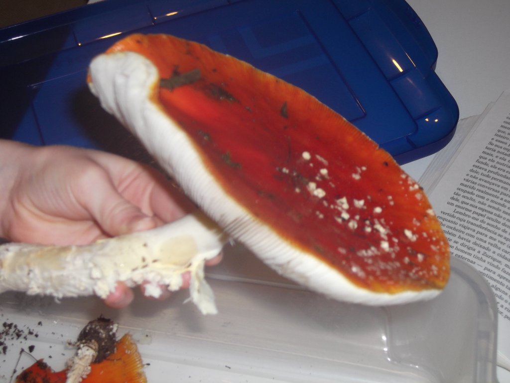 DSCF1185.JPG