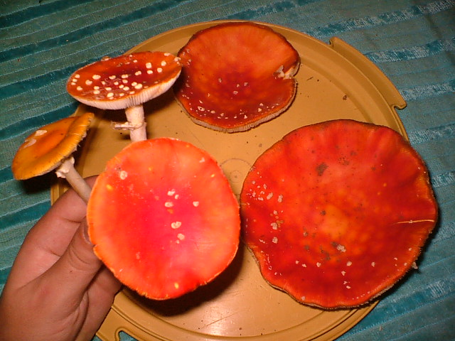 DSCF7257.JPG