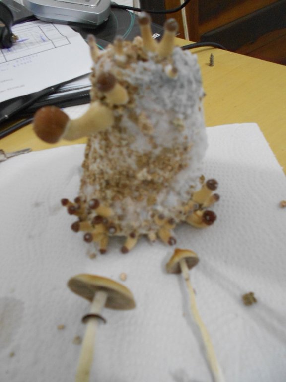 DSCN0739.JPG