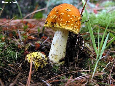 dsmith_amanita_flavoconia_01.jpg