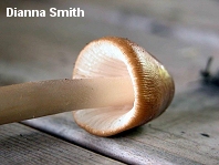 dsmith_amanita_fulva_02_thumb.jpg