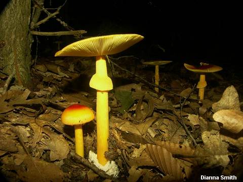 dsmith_amanita_jacksonii_01.jpg