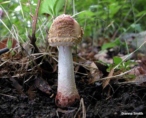 dsmith_amanita_rubescens_01.jpg