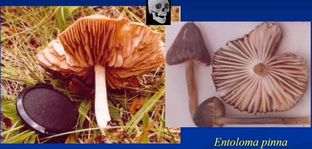 Entoloma pinna-crop.jpg