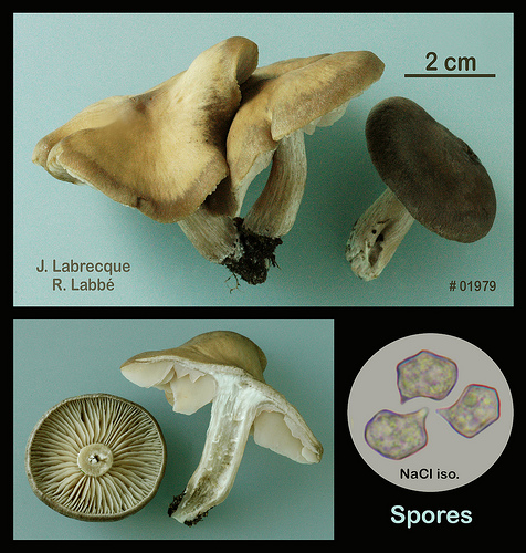 Entoloma sp..jpg