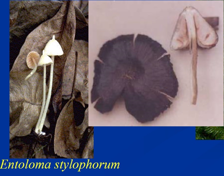 Entoloma stylophorum-crop.jpg