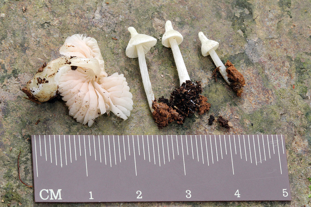 Entoloma stylophorum Linas Kudzma (baravykas) 292916.jpg