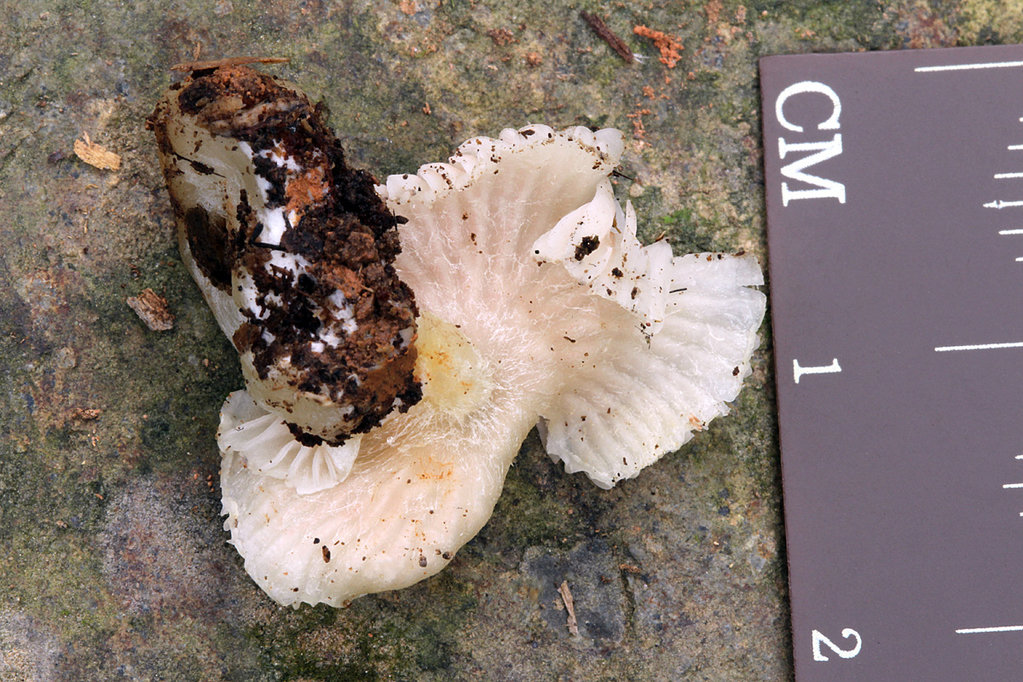 Entoloma stylophorum Linas Kudzma (baravykas) 292918.jpg