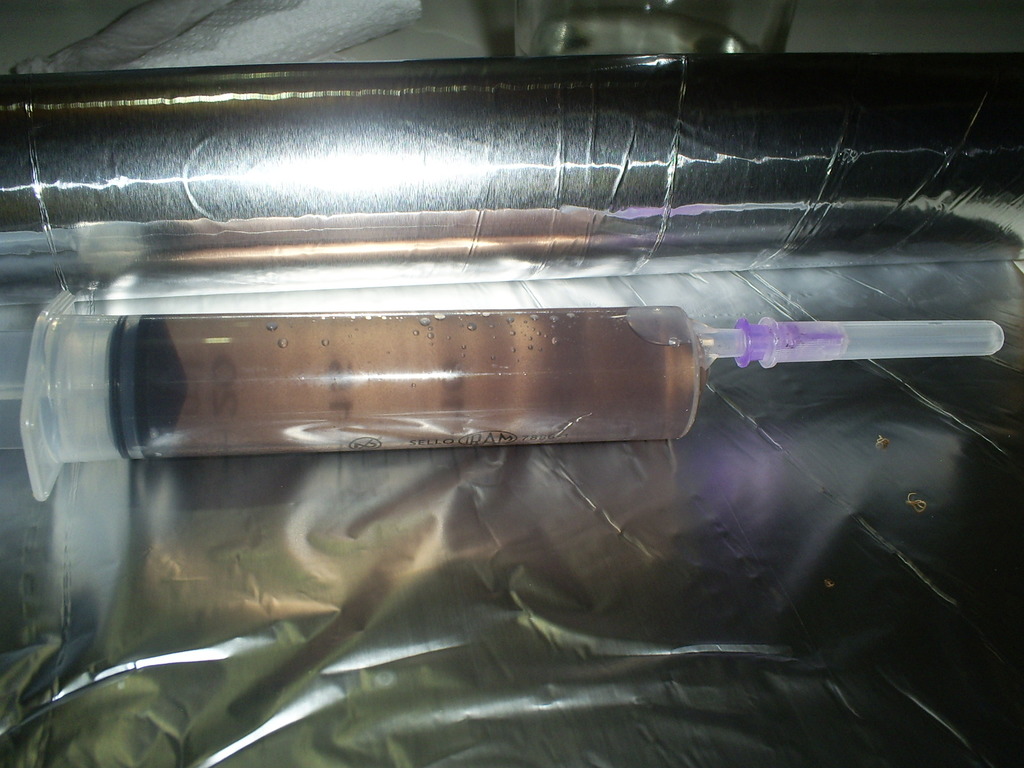 escura seringa orissa india 13-10-06.JPG