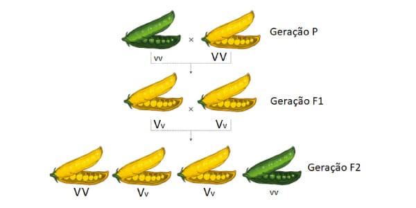 Experimento-da-primeira-lei-de-mendel-ervilhas-amarelas-e-verdes-gerações-genótipo-e-fenótipo.jpg