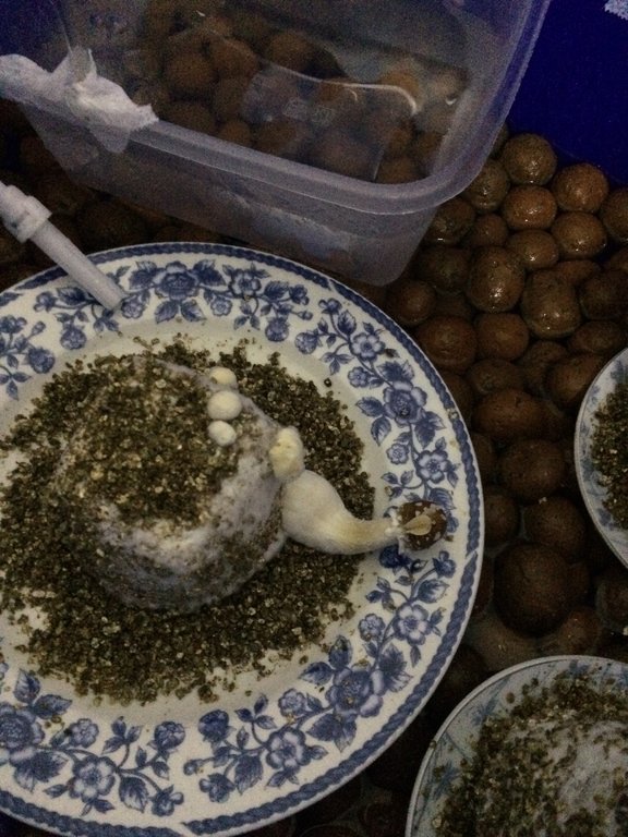 Foto 08-08-16 06 26 26.jpg