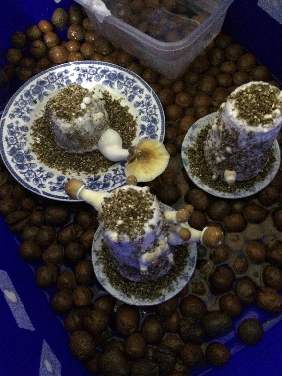 Foto 10-08-16 06 26 34.jpg