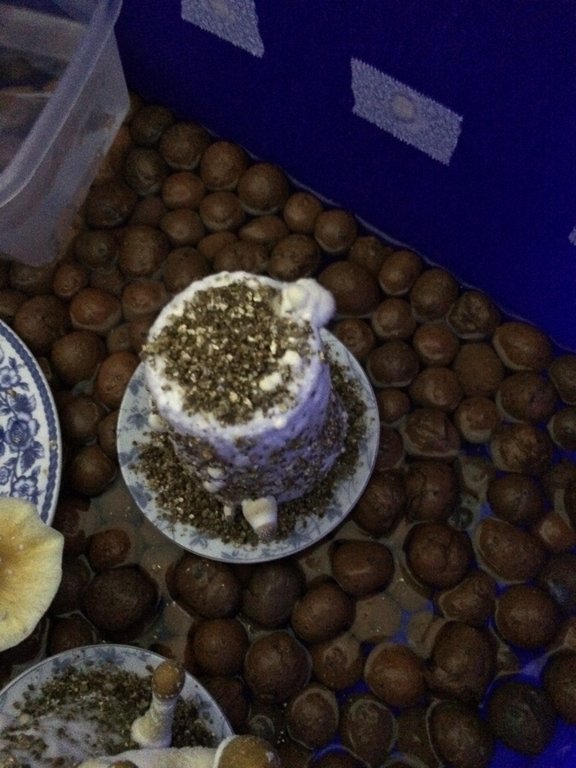 Foto 10-08-16 06 27 06.jpg