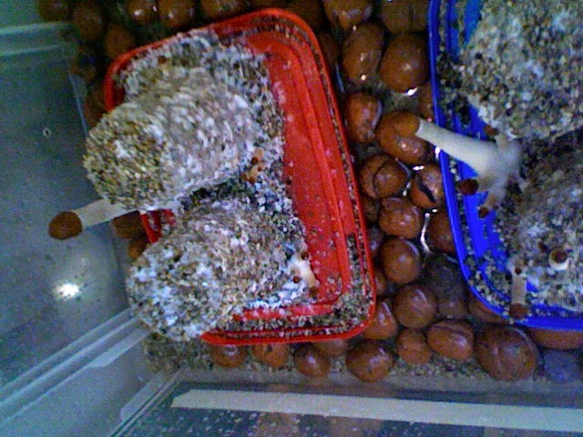 Foto4.jpg