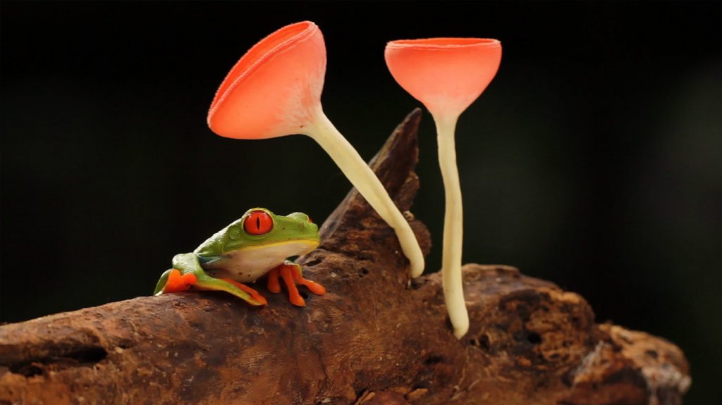 FrogMushrooms.jpg