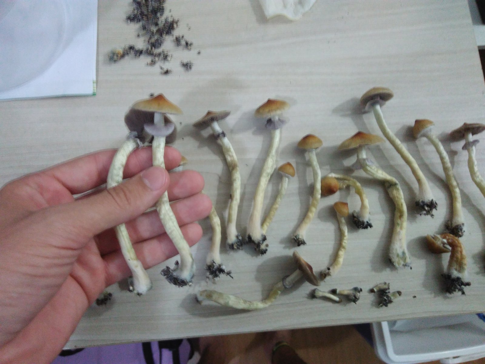 frutos casing 3 grandoes.jpg