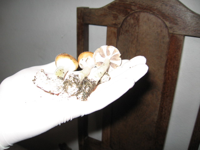 Frutos Indoor.jpg