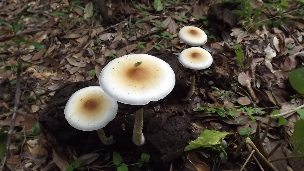 Fungus_hunt_GleeStb 104.JPG