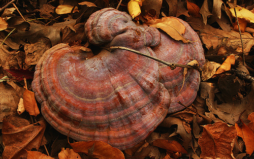 Ganoderma.jpg