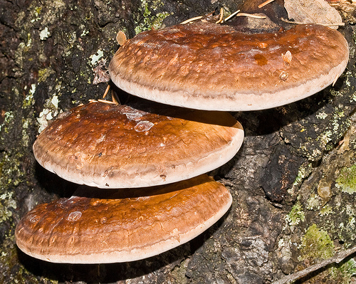 ganoderma,..jpg