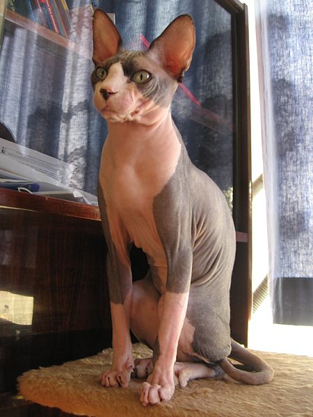 Gato Sphynx, a única raça que não possui pelos.