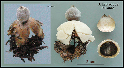 Geastrum fornicatum  Géastre cambré.jpg