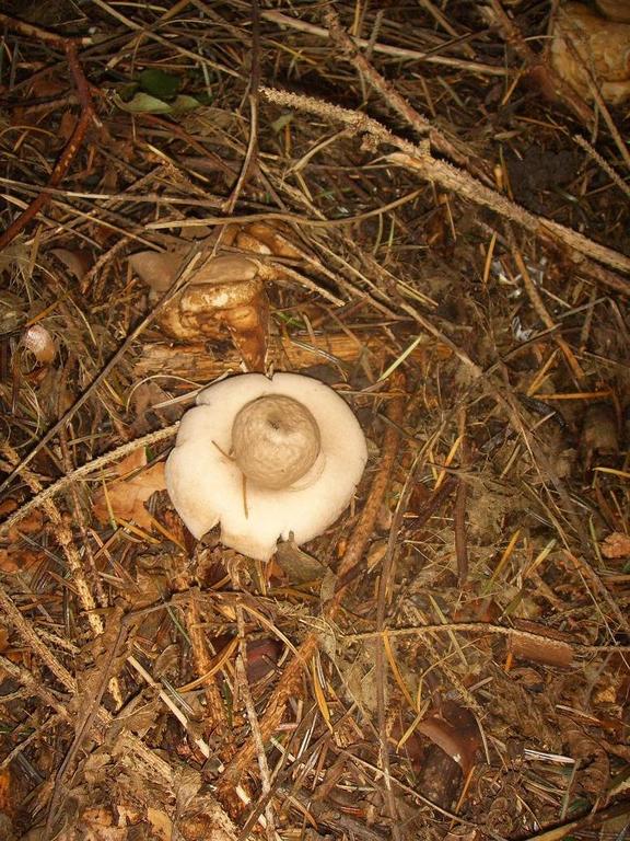 Geastrum Triplex.JPG