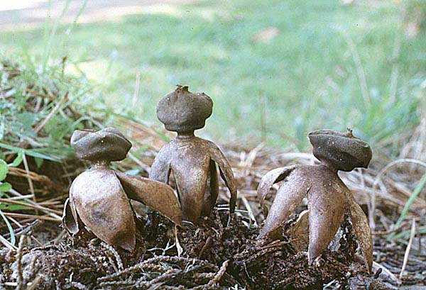 Geastrum_fornicatum(fs-02).jpg