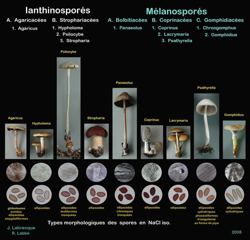 Genres lamellés ianthinosporés et mélanosporés.jpg